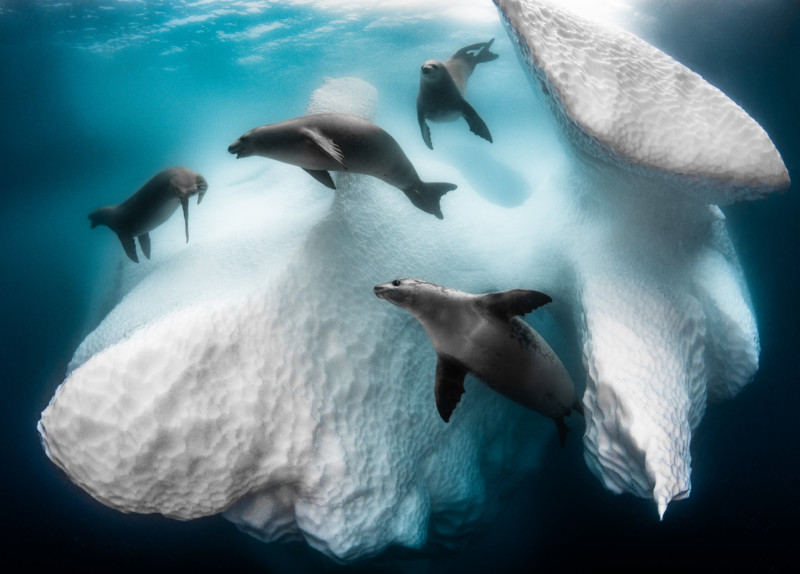 The Underwater Photographer of the Year