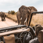Quel est le meilleur appareil photo pour un safari ?