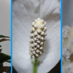 Les bonnettes macro pour faire de la macro avec un petit budget