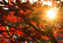Photographier les couleurs de l’automne