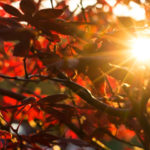 Photographier les couleurs de l&rsquo;automne
