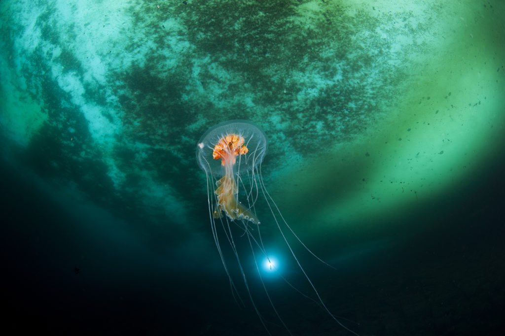 Une méduse en Antarctique ©Erwan AMICE
