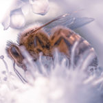 Comment faire la mise au point en macro ?