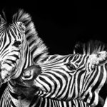 Quand et pourquoi photographier en noir et blanc ?