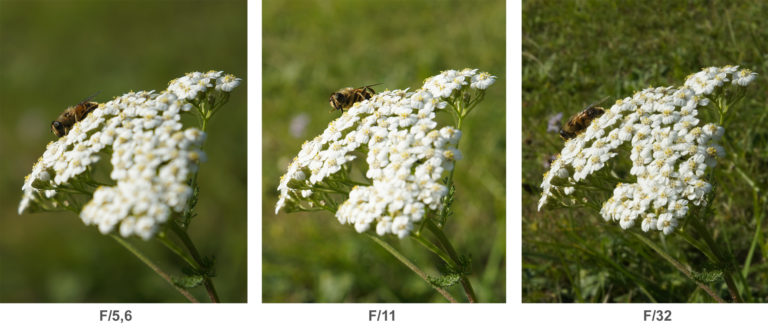 Comprendre, calculer et maîtriser la profondeur de champ en photo ...