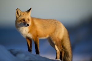 photographie animalière