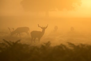 photographie animalière