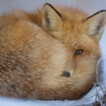Astuces et techniques de la photographie animalière