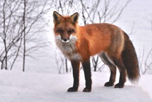 photographie animalière