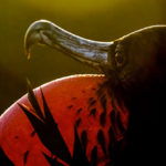 Découvrez les plus belles photos d&rsquo;oiseaux des Audubon Photography Awards 2020