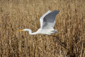 photographier les oiseaux en vol