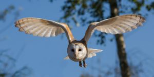 photographier les oiseaux en vol