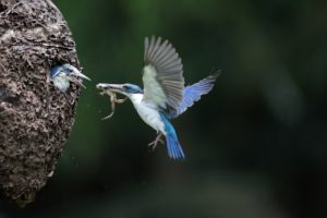 photographier les oiseaux en vol