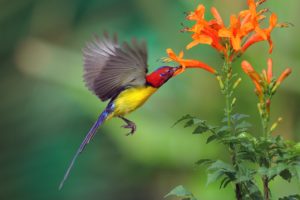 photographier les oiseaux en vol