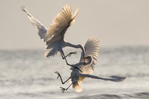 photographier les oiseaux en vol