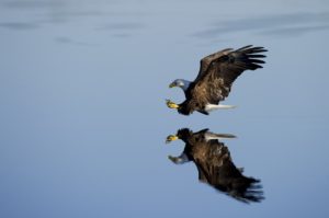 photographier les oiseaux en vol