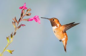 photographier les oiseaux en vol