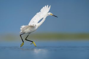 photographier les oiseaux en vol