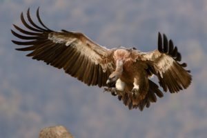 photographier les oiseaux en vol