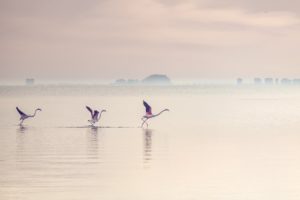 photographier les oiseaux en vol