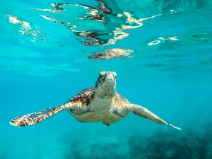 prendre des photos sous l’eau