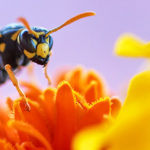 Comment faire une photo macro ?