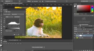 balance des blancs Photoshop
