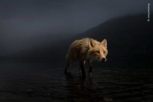 Wildlife Photographer of the Year