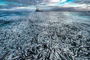 Wildlife Photographer of the Year