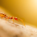 Observer et photographier les fourmis