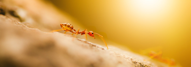 photographier fourmis