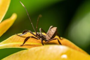 Laowa 58 mm f/2.8 2X Ultra Macro APO