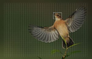 autofocus à détection de phase