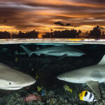 Plongez au coeur des plus belles photos sous-marines des Ocean Art