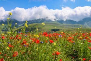 paysage printemps