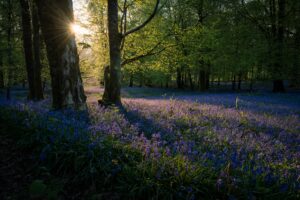 paysage printemps