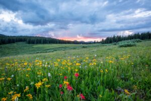 paysage printemps