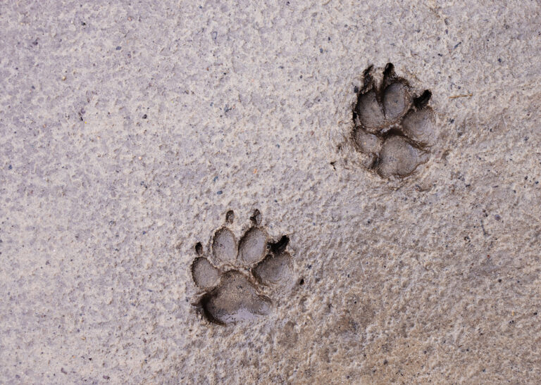 Reconnaître et identifier les empreintes des animaux de France — free download