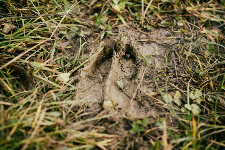 Reconnaître et identifier les empreintes des animaux de France — free download