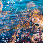La faune marine sublimée par le concours Ocean Photographer of the Year