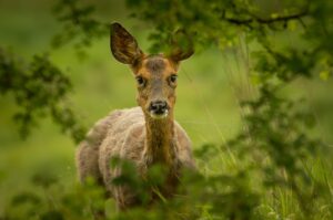 photo de chevreuil qui regarde en direction du photographe