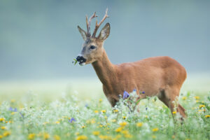chevreuil dans la nature qui mange