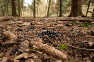identification crotte de chevreuil