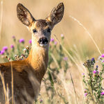 Comment photographier le chevreuil ?