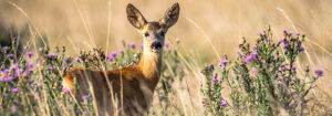 chevreuil dans un champ