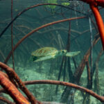 Les vainqueurs des Mangrove Photography Awards 2024 capturent la beauté et la fragilité des écosystèmes