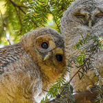 Les premières images du Wildlife Photographer of the Year 2024