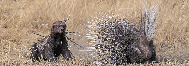 Wildlife Photographer of the Year 2024