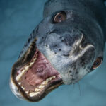 Les plus belles photos sous-marines de 2025