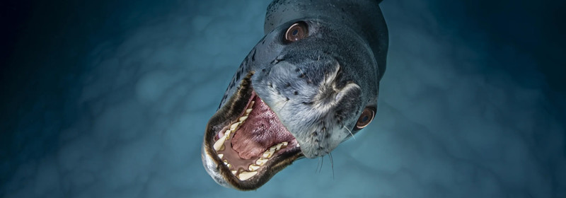 photos sous-marines 2025